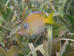 Acanthurus coeruleus