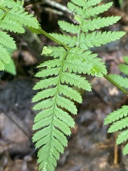Dryopteris carthusiana