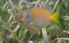 Acanthurus coeruleus