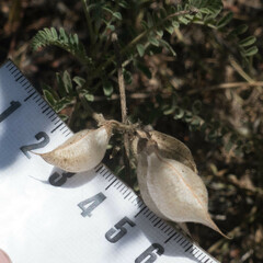 Astragalus nuttallii