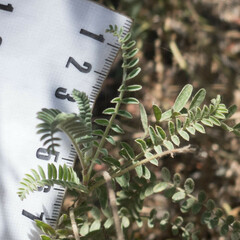 Astragalus nuttallii