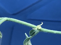 Thomisus onustus