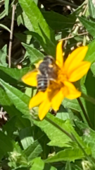 Megachile texana