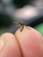 Culicinae