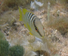 Lutjanus apodus