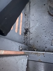 Latrodectus hesperus