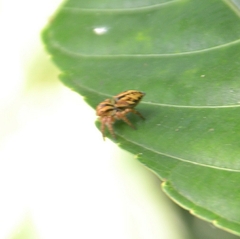 Carrhotus viduus