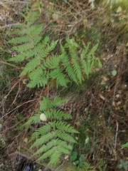 Dryopteris expansa