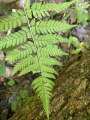 Dryopteris carthusiana