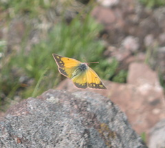 Colias meadii