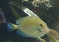 Acanthurus chirurgus