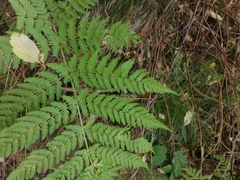 Dryopteris expansa