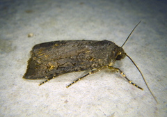 Euxoa velleripennis
