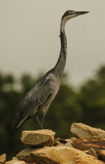 Ardea melanocephala