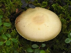 Basidiomycota