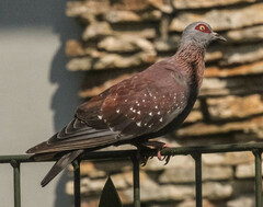 Columba guinea phaeonota