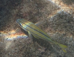 Haemulon flavolineatum