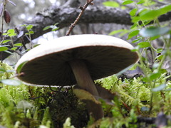 Basidiomycota