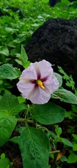 Lycianthes ciliolata