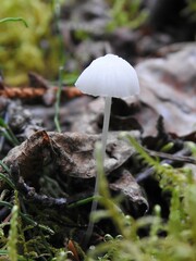 Basidiomycota