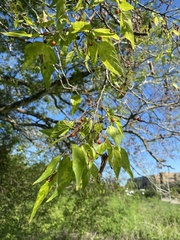Celtis laevigata