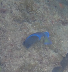 Acanthurus coeruleus
