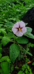 Lycianthes ciliolata
