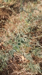 Atriplex oblongifolia