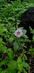 Lycianthes ciliolata