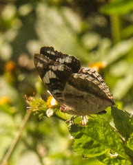 Junonia oenone oenone