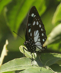 Charaxes wakefieldi