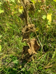 Verbascum ovalifolium