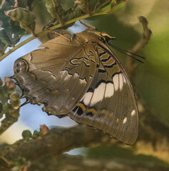 Charaxes