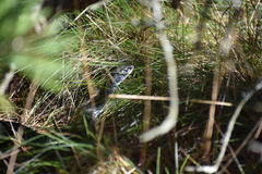 Coluber constrictor constrictor