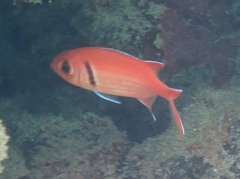 Myripristis jacobus