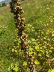 Verbascum ovalifolium