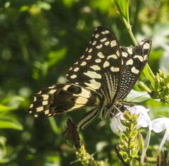 Papilio demodocus demodocus