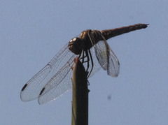 Trithemis kirbyi
