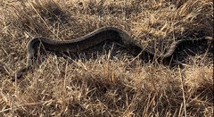 Crotalus oreganus oreganus