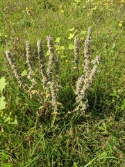 Stachys cretica