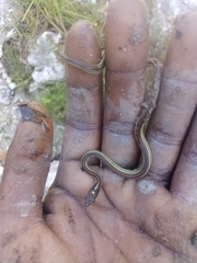 Thamnophis proximus rubrilineatus