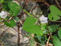 Ipomoea lacunosa
