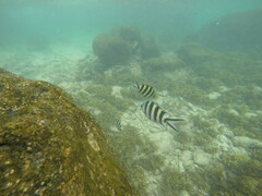 Abudefduf sexfasciatus