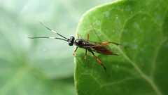 Exetastes adpressorius