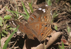 Junonia natalica natalica