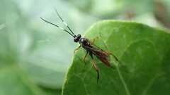 Exetastes adpressorius