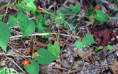Ipomoea coccinea