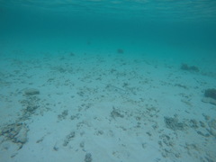 Fistularia commersonii