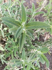 Salvia leucantha
