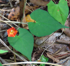 Ipomoea coccinea